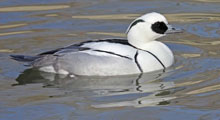 Sea Ducks - Smew